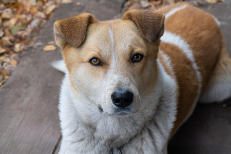 Village dog close-up. the kind and intelligent look of a village dog, a watchdogの写真素材