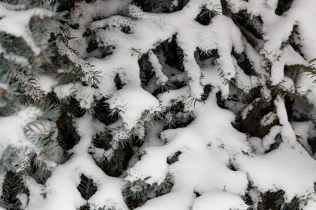 The first snow on a spruce branch in close-up. snow caps on the branches of a fir tree. christmas...