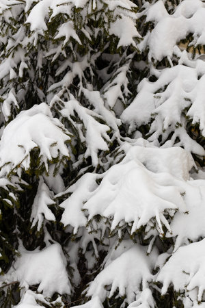 The first snow on a spruce branch in close-up. snow caps on the branches of a fir tree. christmas background designの写真素材