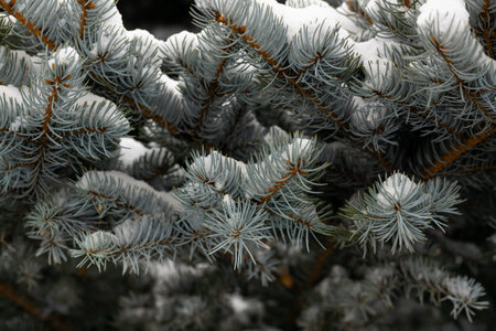 The first snow on a spruce branch in close-up. snow caps on the branches of a fir tree. christmas background designの写真素材