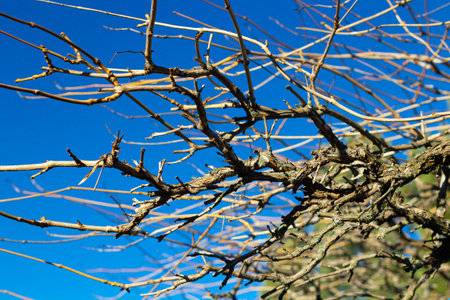 a branch without a leaf in the blue sky, a beautiful desktop backgroundの写真素材
