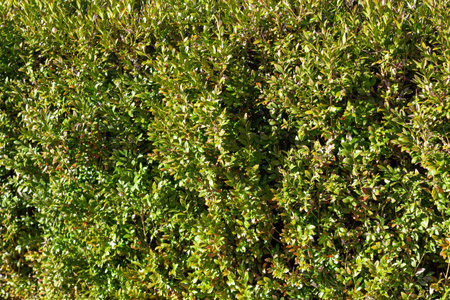 green leaves background