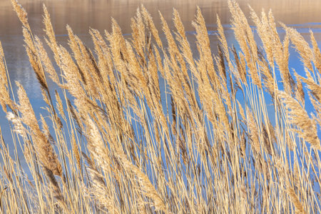Reeds against the blue sky