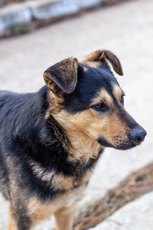 yard big dog close-up.の写真素材