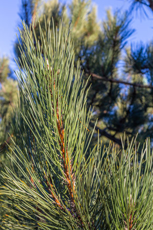green pine branches against the sky