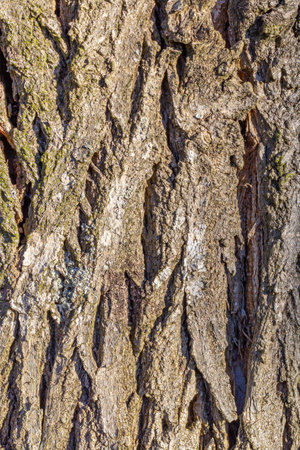 Old tree bark with beautiful patterns for graphic design or wallpapers.Natural background in abstract styleの写真素材