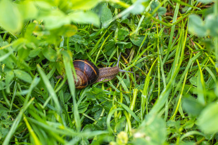 snail in the garden on the grassの写真素材