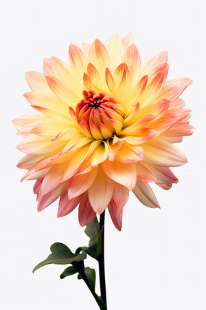 A beautiful flower highlighted on a white background. Generative AIの素材