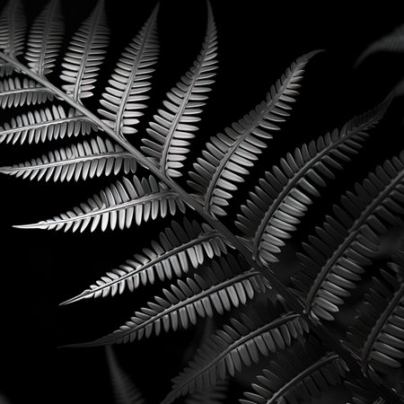 abstraction fern, black and white on white backgroundの素材
