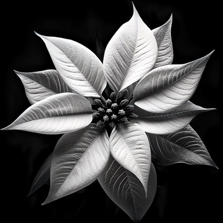 Abstract Poinsettia petals, black and white illustration. banner, design for paintings, albumsの素材