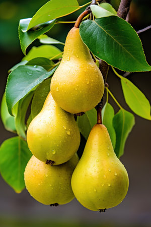 Ripe pear fruits on a branch of a tree with green leaves, in an orchard. Image for advertising, bannerの素材