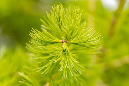 Young branches of larch. Closeup of green larch young needles. Larix sibirica, the Siberian larch or...