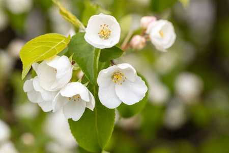 A branch with white apple flowersの写真素材