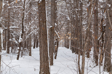 Trees and park during Winter seasonの写真素材