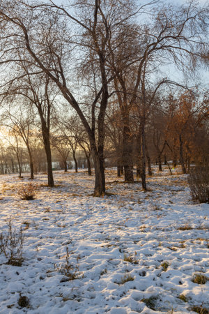 The beauty of the winter Forest landscapeの写真素材