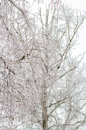 Winter landscape with snow-covered trees. Trees and shrubs of the city park in the snow