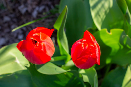 Beautiful Red Tulips in close-up on a blurred backgroundの写真素材
