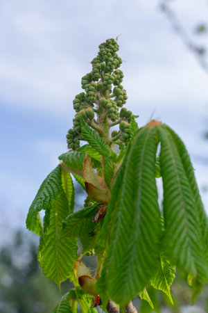 Opening Spring branch of horse chestnut. Close-up of fresh green leaves of a chestnut tree.