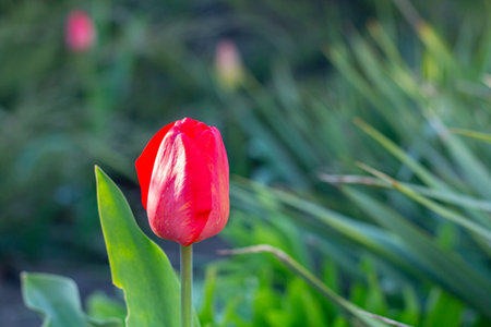 Beautiful Red Tulips in close-up on a blurred backgroundの写真素材