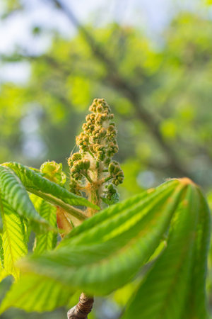 Opening Spring branch of horse chestnut. Close-up of fresh green leaves of a chestnut tree.