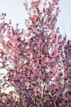 Pink Cherry blossoms on a beautiful background