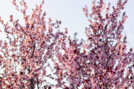 Pink Cherry blossoms on a beautiful background