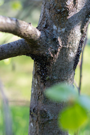 Oxycarenus lavaterae, close-up.