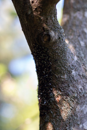 Oxycarenus lavaterae, lime seed bug, close-up.の写真素材