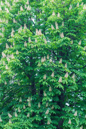 Flowering Chestnut branches. Spring beauty of natureの写真素材