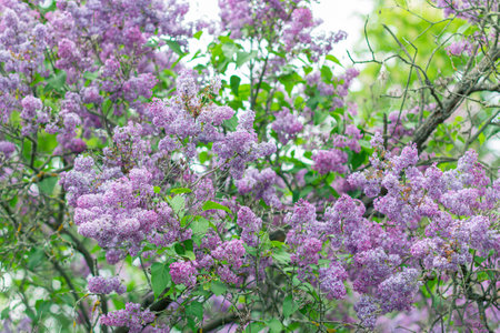 Spring background with blooming Lilac Flowersの写真素材