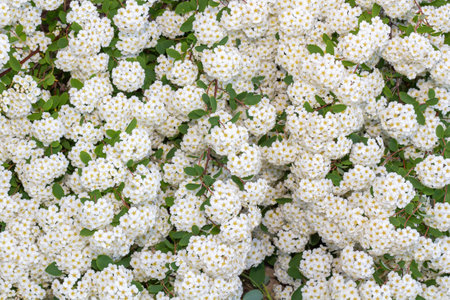 Vibrant clusters of white flowers with yellow centers bloom among lush green foliage, creating a stunning display in a garden, highlighting the beauty of natureの写真素材