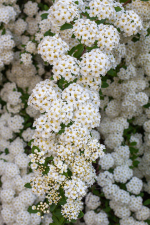 Vibrant clusters of white flowers with yellow centers bloom among lush green foliage, creating a stunning display in a garden, highlighting the beauty of natureの写真素材