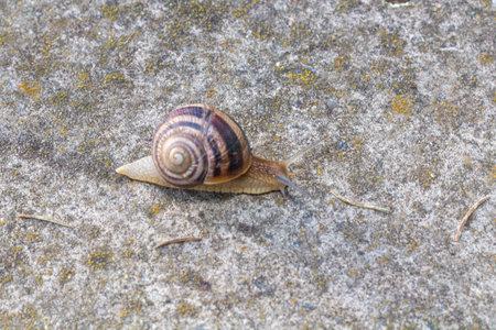 Close-up of a snail gliding over a surface, highlighting the delicate balance of nature and its texturesの写真素材