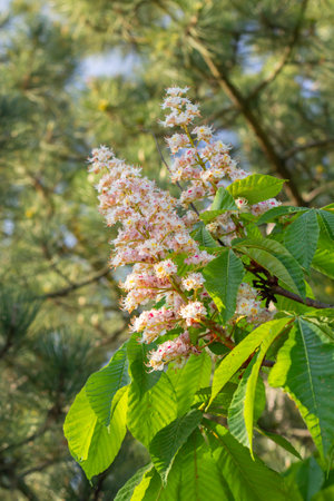 Flowering chestnut tree displays pink blossoms amidst lush green foliage, capturing the essence of nature's beauty in a serene outdoor environment with gentle sunlightの写真素材