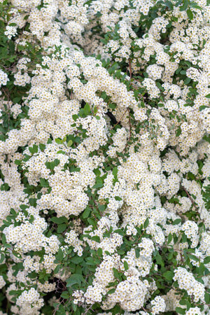 Vibrant clusters of white flowers with yellow centers bloom among lush green foliage, creating a stunning display in a garden, highlighting the beauty of natureの写真素材