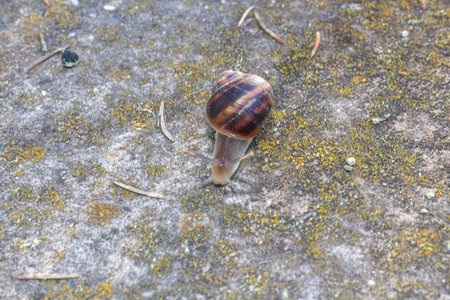 Close-up of a snail gliding over a surface, highlighting the delicate balance of nature and its texturesの写真素材