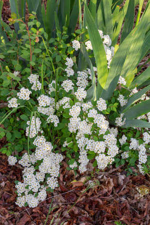 Vibrant clusters of white flowers with yellow centers bloom among lush green foliage, creating a stunning display in a garden, highlighting the beauty of natureの写真素材