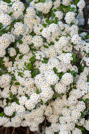 Vibrant clusters of white flowers with yellow centers bloom among lush green foliage, creating a stunning display in a garden, highlighting the beauty of natureの写真素材
