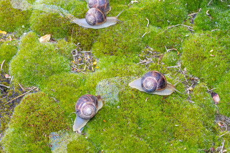 Close-up of a snail gliding over a forest floor, surrounded by pine needles and tiny green plants, highlighting the delicate balance of nature and its texturesの写真素材
