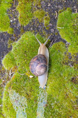 Close-up of a snail gliding over a forest floor, surrounded by pine needles and tiny green plants, highlighting the delicate balance of nature and its texturesの写真素材