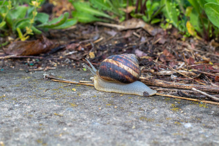 Close-up of a snail gliding over a forest floor, surrounded by pine needles and tiny green plants, highlighting the delicate balance of nature and its texturesの写真素材