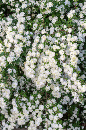 Vibrant clusters of white flowers with yellow centers bloom among lush green foliage, creating a stunning display in a garden, highlighting the beauty of natureの写真素材