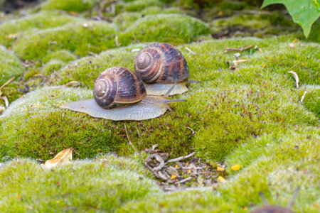 Close-up of a snail gliding over a forest floor, surrounded by pine needles and tiny green plants, highlighting the delicate balance of nature and its texturesの写真素材