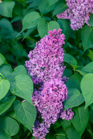 Beautiful lilac flowers are blooming among green leaves, displaying intricate petal structures and vibrant colors, enhancing the tranquil garden settingの写真素材