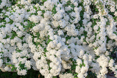 Vibrant clusters of white flowers with yellow centers bloom among lush green foliage, creating a stunning display in a garden, highlighting the beauty of natureの写真素材
