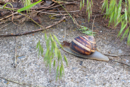 Close-up of a snail gliding over a surface, surrounded by tiny green plants, highlighting the delicate balance of nature and its texturesの写真素材