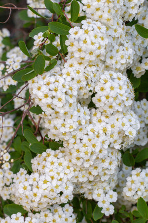 Vibrant clusters of white flowers with yellow centers bloom among lush green foliage, creating a...