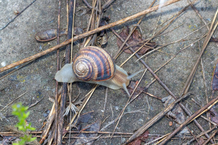 Close-up of a snail gliding over a forest floor, surrounded by tiny green plants, highlighting the delicate balance of nature and its texturesの写真素材