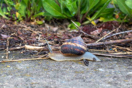 Close-up of a snail gliding over a ground, surrounded by tiny green plants, highlighting the delicate balance of nature and its texturesの写真素材