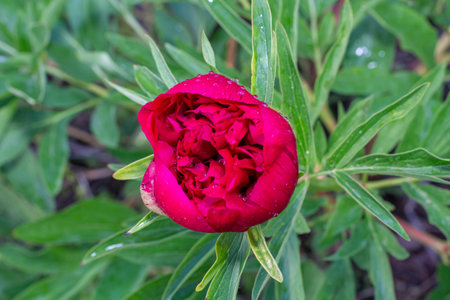 Close-up of a stunning red peony flower nestled among green foliage, displaying intricate petal details and glistening water droplets, embodying natural beauty and tranquilityの写真素材